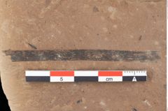 Foto (Detailansicht) von Sparganium acheronticum Unger (NHMW-GEO-2024-0188-0436)